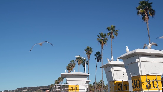 Lifeguard stand or life guard tower hut, surfing safety on California beach, USA. Summer pacific ocean aesthetic. Rescue station, coast lifesavers wachtower or house, palm trees in La Jolla, San Diego