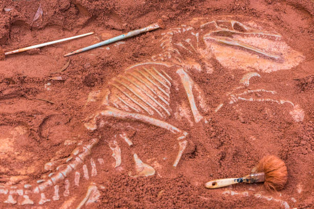 dinosauro fossile e strumenti archeologici - animale estinto foto e immagini stock