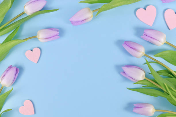 istock Violet tulip spring flowers and heart ornaments on blue background 1382130342