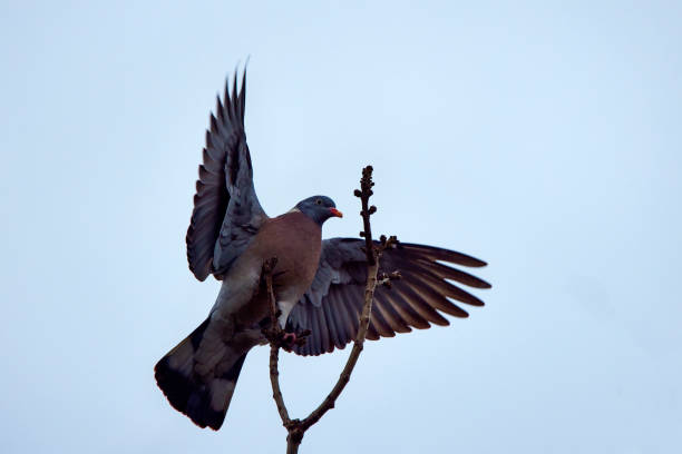 istock wild pigeon on a branch on an early spring day 1382134949