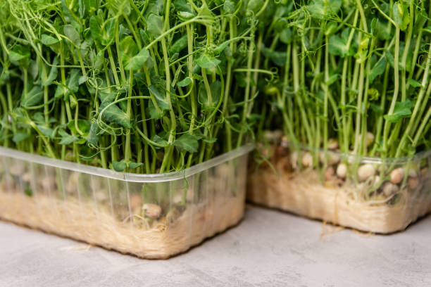 istock Fresh micro greens peas sprouts. Green sprigs of sprouted grains. 1382135735