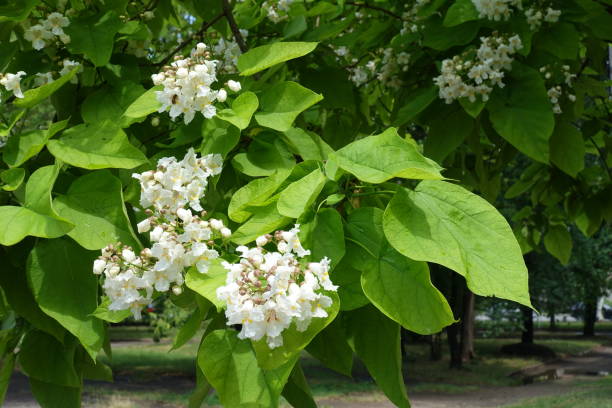 bukiet białych kwiatów w liściach drzewa katalpy w połowie czerwca - catalpa zdjęcia i obrazy z banku zdjęć