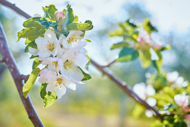istock Blooming plant against blue sky in summer day. Spring background 1382141228