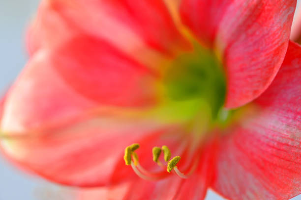A close up macro photograph of a bright red flower