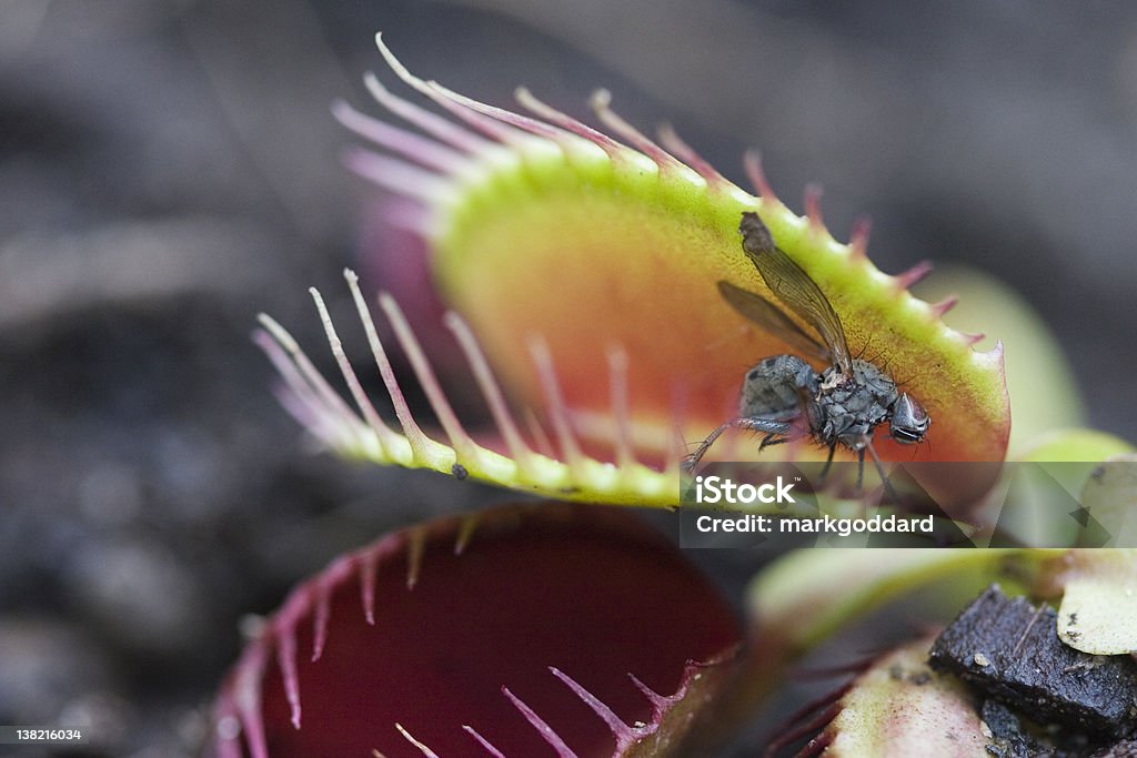 Venus Fly Trap A Venus Fly Trap holds a fly in its killer grip. Venus Flytrap Stock Photo