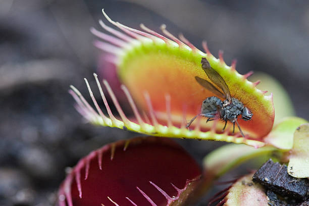 Venus Fly Trap A Venus Fly Trap holds a fly in its killer grip. carnivorous stock pictures, royalty-free photos & images
