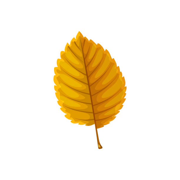 illustrazioni stock, clip art, cartoni animati e icone di tendenza di foglia autunnale dell'albero, fogliame della foresta autunnale, isolato - beech leaf