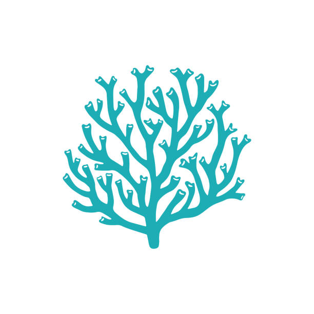 アクロビッド石の硬いサンゴ孤立した海藻アイコン - soft coral illustrations点のイラスト素材／クリップアート素材／マンガ素材／アイコン素材