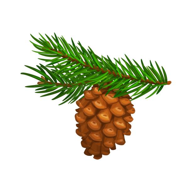 illustrazioni stock, clip art, cartoni animati e icone di tendenza di pigna o pigna su ramo di abete, isolata - pine tree pine cone branch isolated