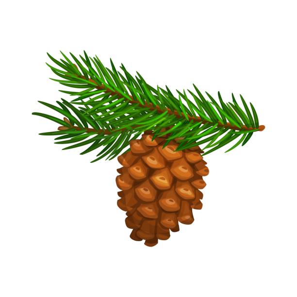 モミの木の枝に松ぼっくりまたは松ぼっくり、孤立 - pine tree pine cone branch isolated点のイラスト素材／クリップアート素材／マンガ素材／アイコン素材