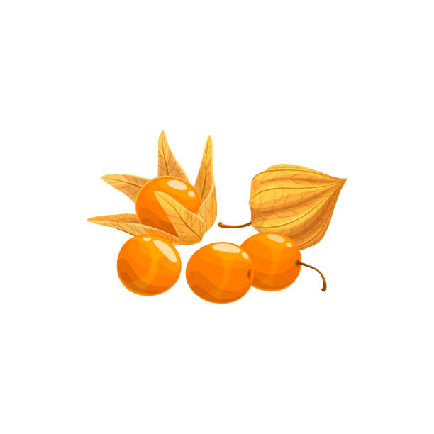 Orange gooseberry isolated Physalis berries fruit Physalis fruit isolated cape gooseberry realistic design. Vector goldenberry, physalis peruviana, calyx open, exposing ripe fruit. Dietary supplement superfood, eco superfruit, berries with vitamin C superfruit stock illustrations