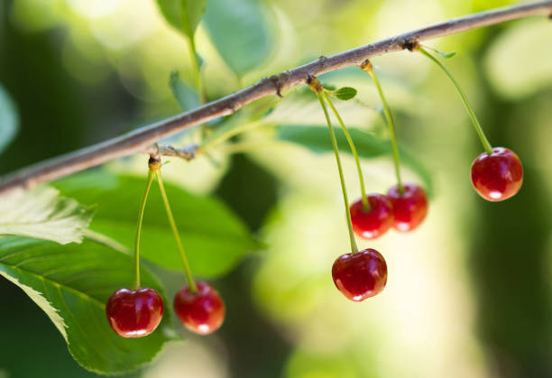 istock Closeup of cherries on cherry tree. 1382162381