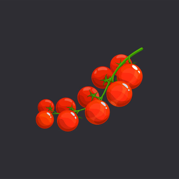 pomidor wiśniowy na gałęzi, wyizolowany składnik sałatki - cherry tomato obrazy stock illustrations