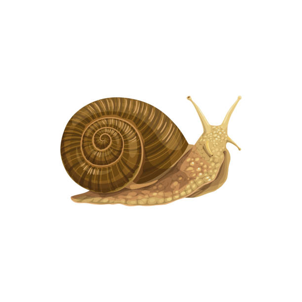 икона улитки, борьба с вредителями аграрного истребления - vector animal snail slug stock illustrations