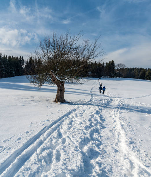 Snow covered meadow with isolated tree with trail mark, snow covered hiking trail with few hikers and forest on the background between Visalaje and Vysni Mohelnice bellow Lysa hora hill in Moravskoslezske Beskydy mountains in Czech republic