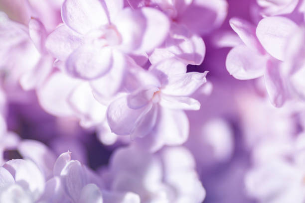 istock Purple lilac flowers. Abstract floral background 1382169752