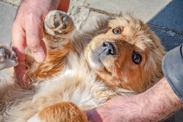 istock Little beautiful fluffy dog. Dog playing with owner 1382174007