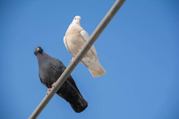 istock White and black doves sit on a pipe. Pair of pigeons 1382174573