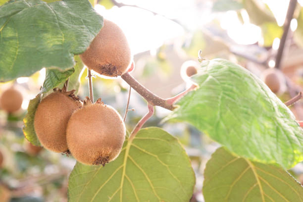 istock branch with organic ripe kiwi fruit 1382185696