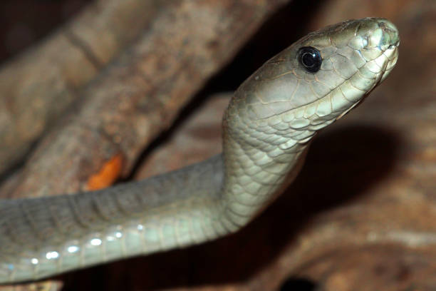 istock Black Mamba, Chobe National Park, Botswana 1382198863