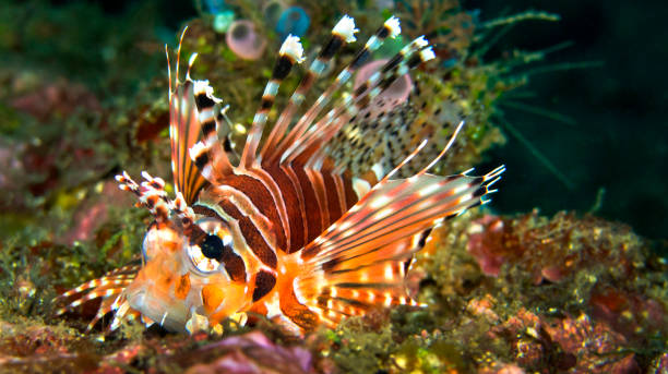 istock Spotfin Lionfish, Lembeh, Indonesia 1382203288
