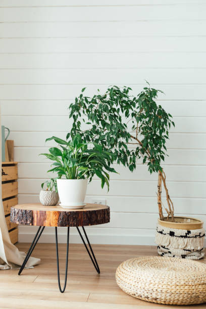 istock Modern interior with plants on wooden table. Cozy interior in boho style. Real photo 1382203861