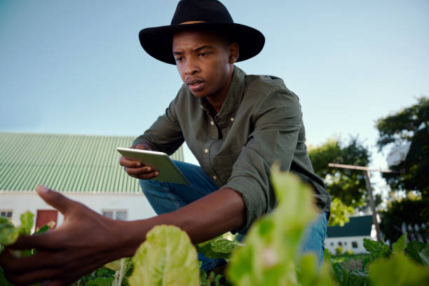 istock Mixed race male farmer working in vegetable patch holding digital tablet 1382203869