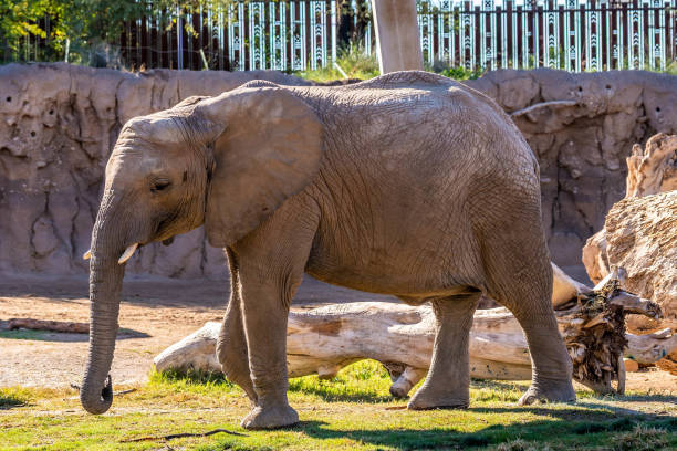 istock A large African Elephant in Tucson, Arizona 1382203888