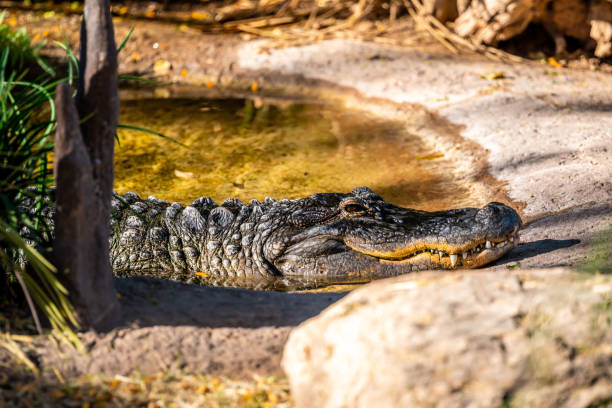 istock A large American Alligator in Tucson, Arizona 1382204471