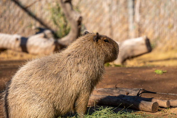 istock A furry Greater Capybara in Tucson, Arizona 1382204519