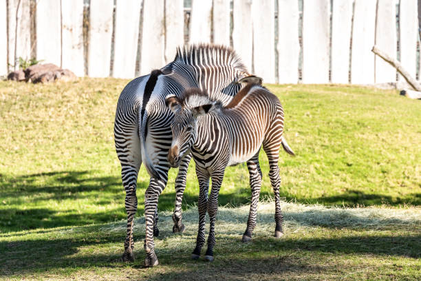 A largest living wild equid strolling around Reid Park Zoo