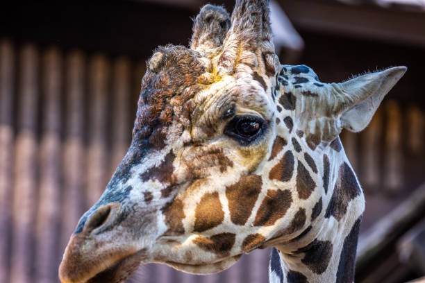 istock A long slender giraffe in Tucson, Arizona 1382204571