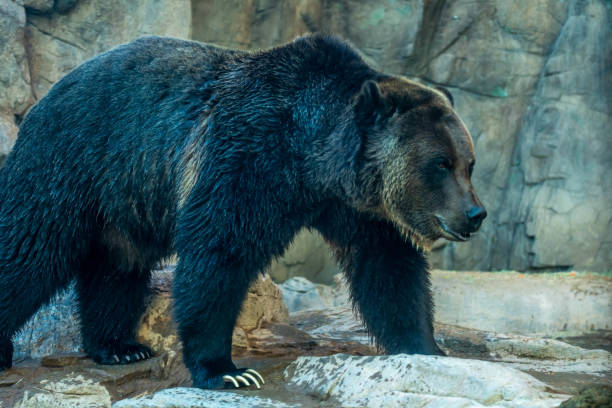 istock A large Grizzly Bear in Tucson, Arizona 1382204597