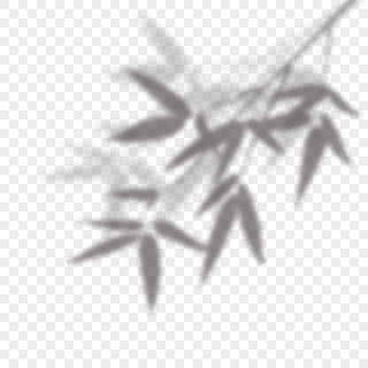 Overlay shadow of bamboo branch. Leaves of plants reflection on transparent background. Blurred silhouette of foliage. Vector illustration. EPS10.
