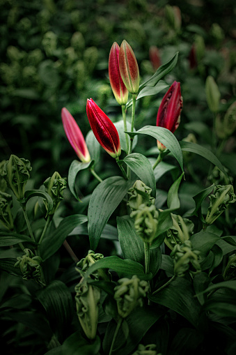 A red lily plant and flower