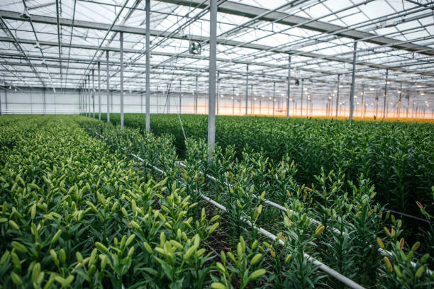 istock The inside of a working lily greenhouse 1382212173
