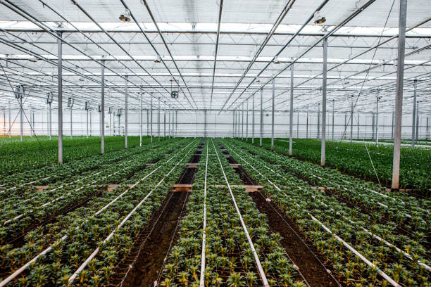 istock The inside of a working lily greenhouse 1382212745