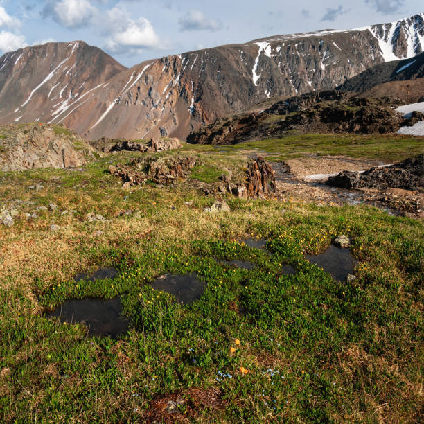 istock Wet mountain meadow. Puddles on a stony meadow. Square view. 1382230175