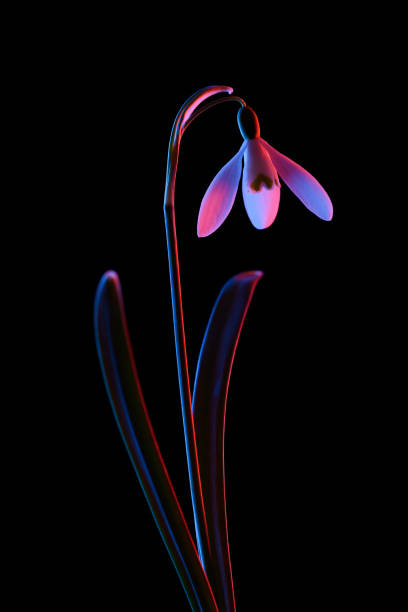 istock Blooming snowdrop flower in pink and blue neon light isolated on black 1382234667