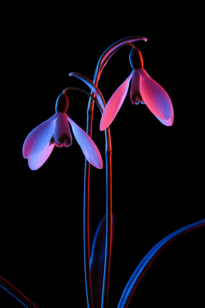 istock Snowdrop flowers macro in pink and blue neon light, isolated on black 1382234675