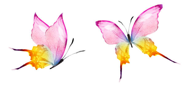 istock Color watercolor butterfly , isolated on the white background. Set 1382235246