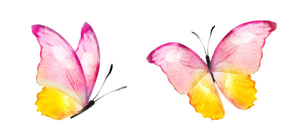 istock Color watercolor butterfly , isolated on the white background. Set 1382235249