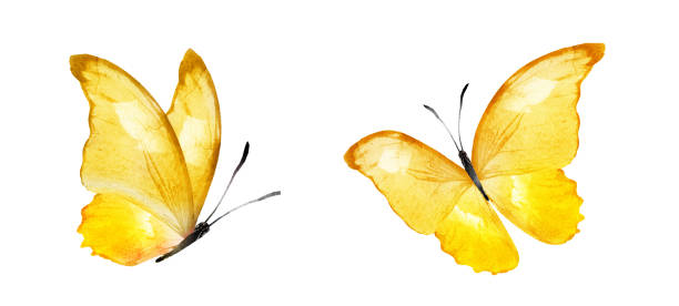 istock Color watercolor butterfly , isolated on the white background. Set 1382235256