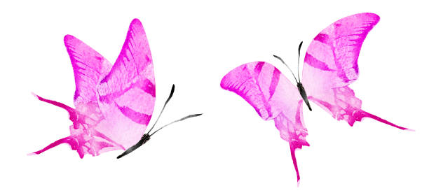 istock Color watercolor butterfly , isolated on the white background. Set 1382235270