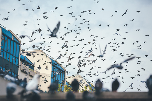 Flock of pigeons in residential district in Paris, France.