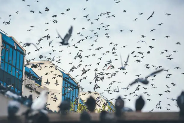 Photo of Pigeons In Paris