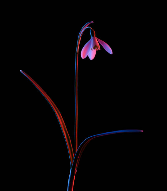 istock Snowdrop flower in pink and blue neon light isolated on black 1382239294