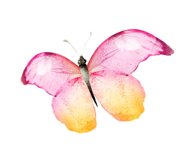 istock Color watercolor butterfly , isolated on the white background 1382239304