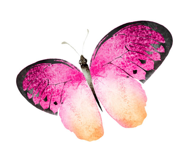 istock Color watercolor butterfly , isolated on the white background 1382239378