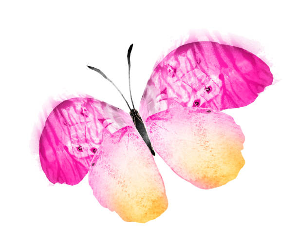 istock Color watercolor butterfly , isolated on the white background 1382239826